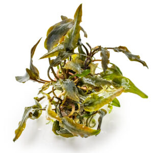 TC Cryptocoryne Wendtii 'Mi Oya'