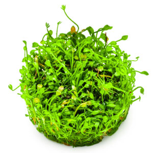 TC Marsilea Minuta