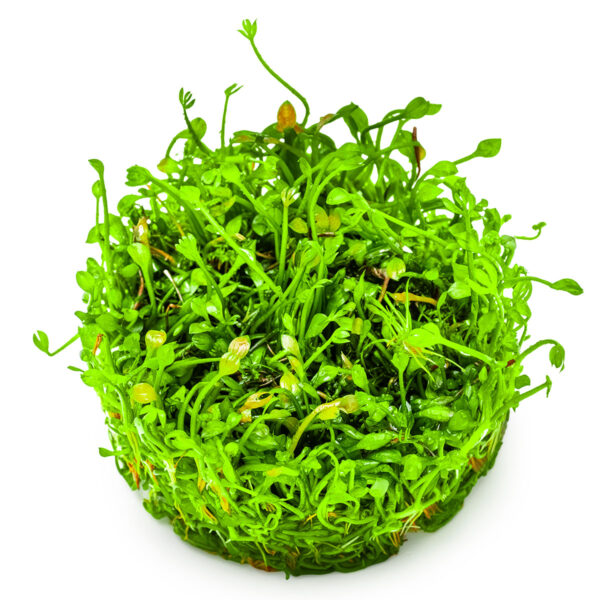 TC Marsilea Minuta