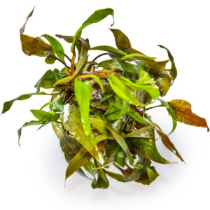 TC Cryptocoryne Undulatus  'Broad Leaf'