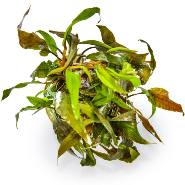 TC Cryptocoryne Undulatus  'Broad Leaf'