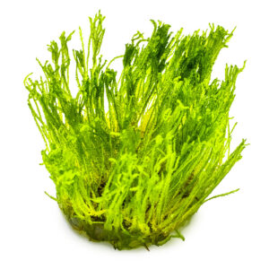 TC Taxiphyllum Taiwan Moss
