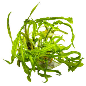 TC Cryptocoryne Crispatula