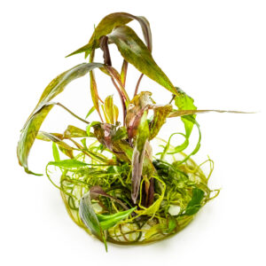TC Cryptocoryne Nurii