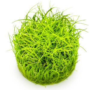 TC Eleocharis Pusilla