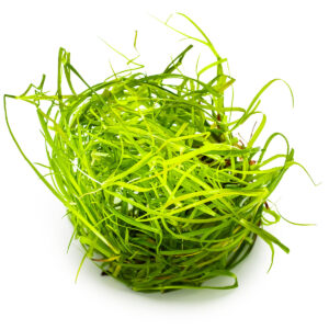 TC Juncus Repens