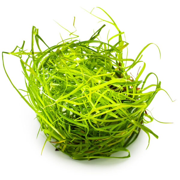 TC Juncus Repens