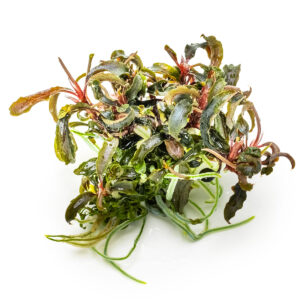 TC Bucephalandra ‘Kedagang’