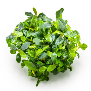TC Bucephalandra sp. ’Needle Leaf’