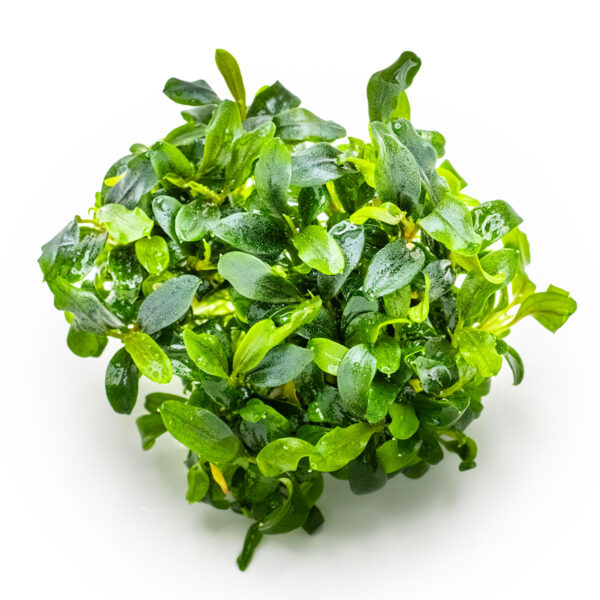 TC Bucephalandra sp. ’Needle Leaf’