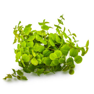TC Phyllanthus Fluitans