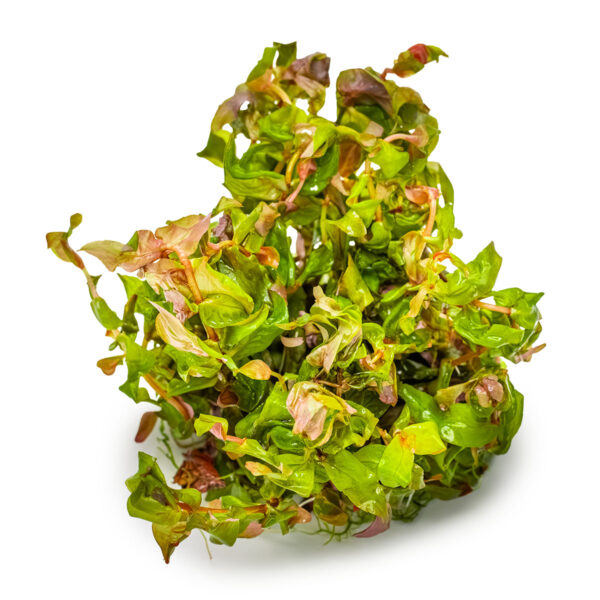 TC Rotala Macrandra