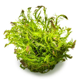 TC Rotala Wallichii