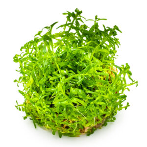 TC Rotala Green
