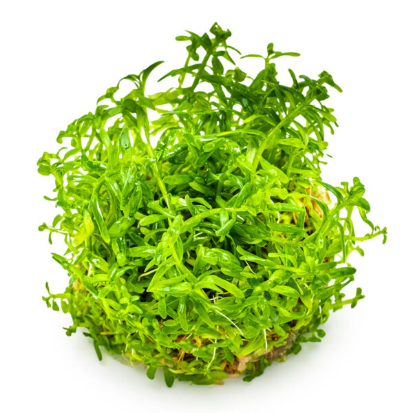 TC Rotala Green