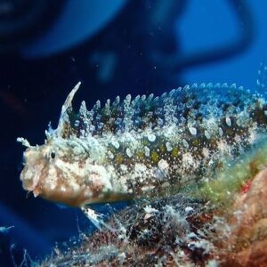 Petroscirtes mitratus