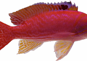 Twinspot Anthias - Male L
