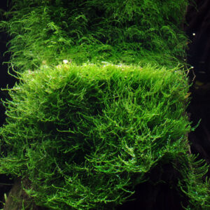 TC Taxiphyllum Barbieri 'Bogor Moss'