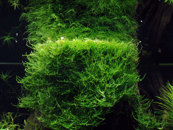 TC Taxiphyllum Barbieri 'Bogor Moss'