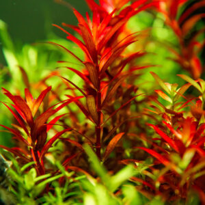 TC Rotala Rotundifolia 'Blood Red'