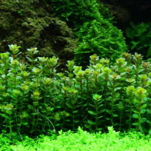 TC Rotala Bonsai