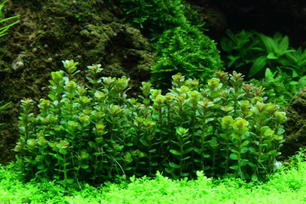 TC Rotala Bonsai