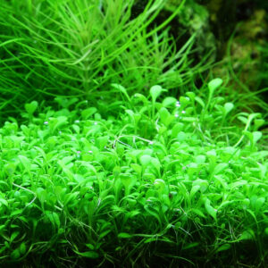 TC Glossostigma Elatinoides