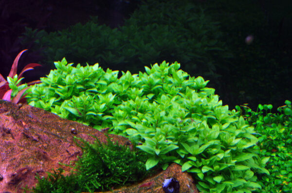 TC Staurogyne Repens