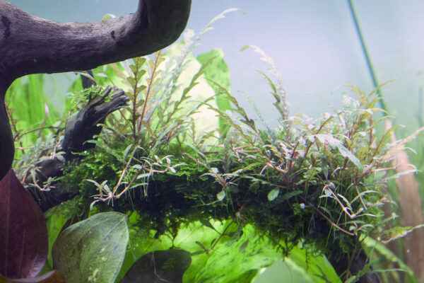 TC Hygrophila Pinnatifida