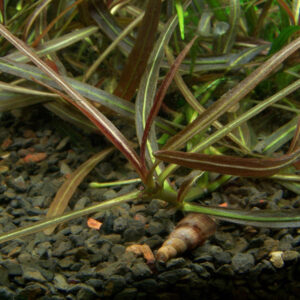 TC Hygrophila Araguaia