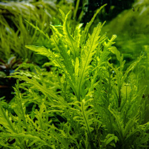 TC Hygrophila Odora