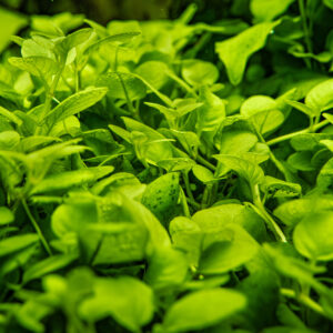 TC Hygrophila Serpyllum