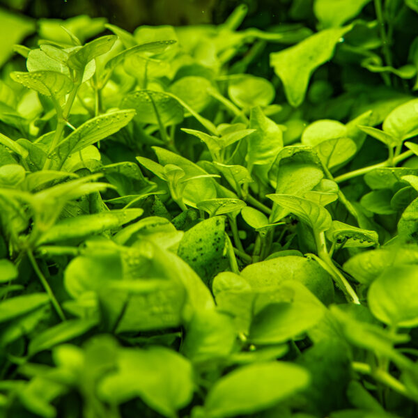 TC Hygrophila Serpyllum