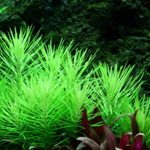 TC Pogostemon Deccanensis