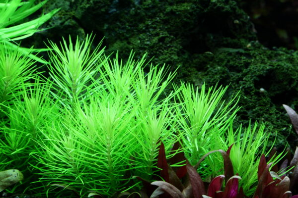 TC Pogostemon Deccanensis
