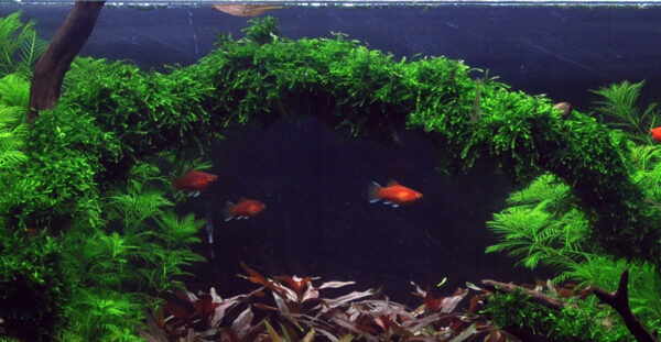 003B TC Vesicularia Ferriei 'Weeping Moss'