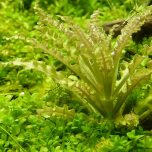 TC Pogostemon Helferi