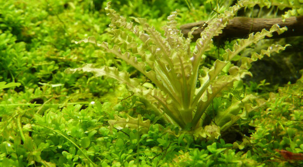 TC Pogostemon Helferi