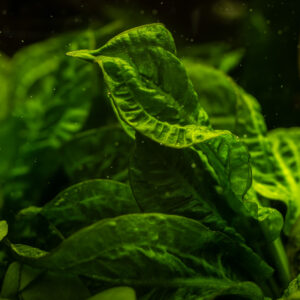 TC Echinodorus 'Tropica'
