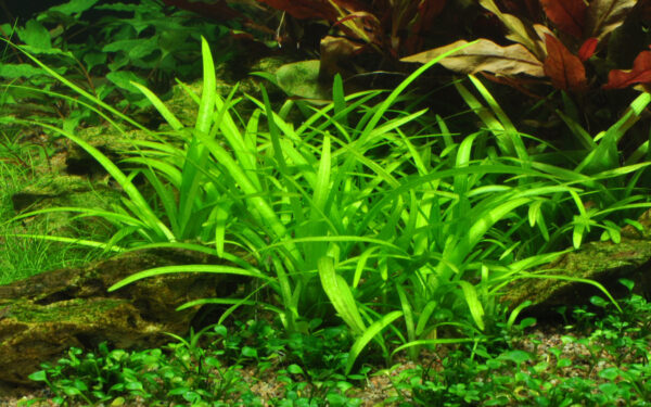 TC Sagittaria Subulata