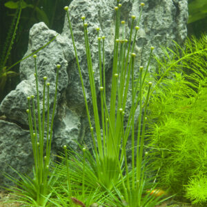 TC Eriocaulon Cinereum