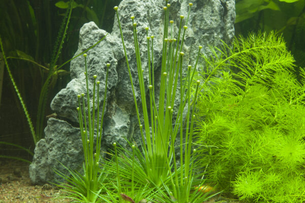 TC Eriocaulon Cinereum
