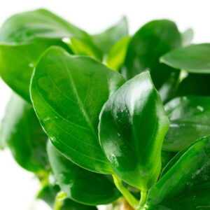 TC Anubias barteri var. nana