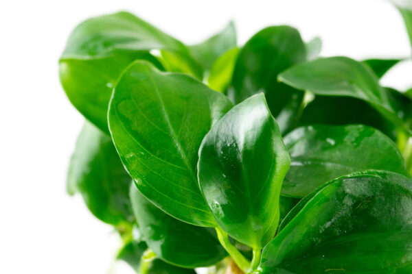 TC Anubias barteri var. nana