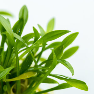 TC Cryptocoryne Parva