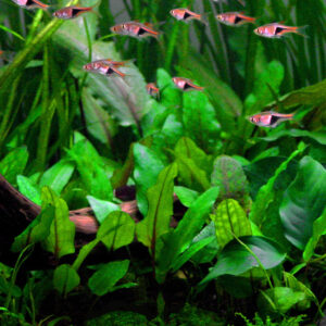 TC Cryptocoryne Wendtii Green