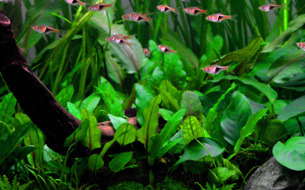 TC Cryptocoryne Wendtii Green