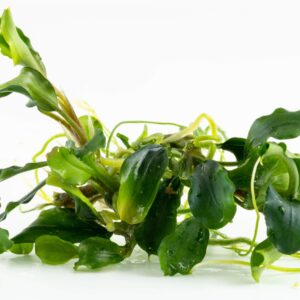 TC Bucephalandra Pygmaea 'Bukit Kelam'