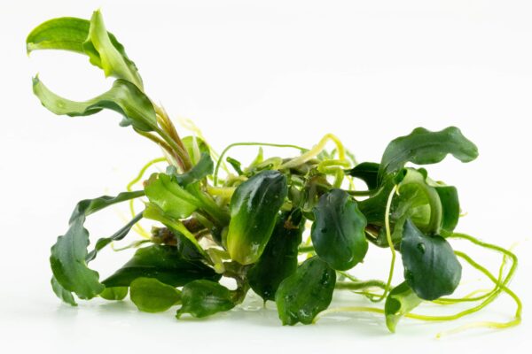 TC Bucephalandra Pygmaea 'Bukit Kelam'