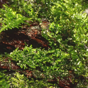 TC Riccardia Chamedryfolia